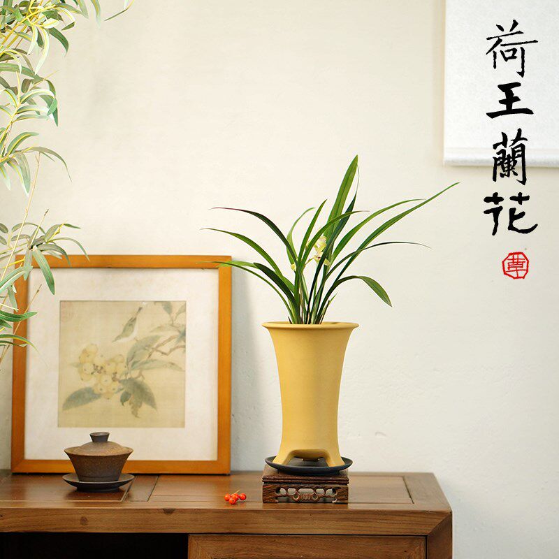 建兰四季兰荷王名品m荷瓣浓香型国兰室内书桌面绿植兰花草带盆花