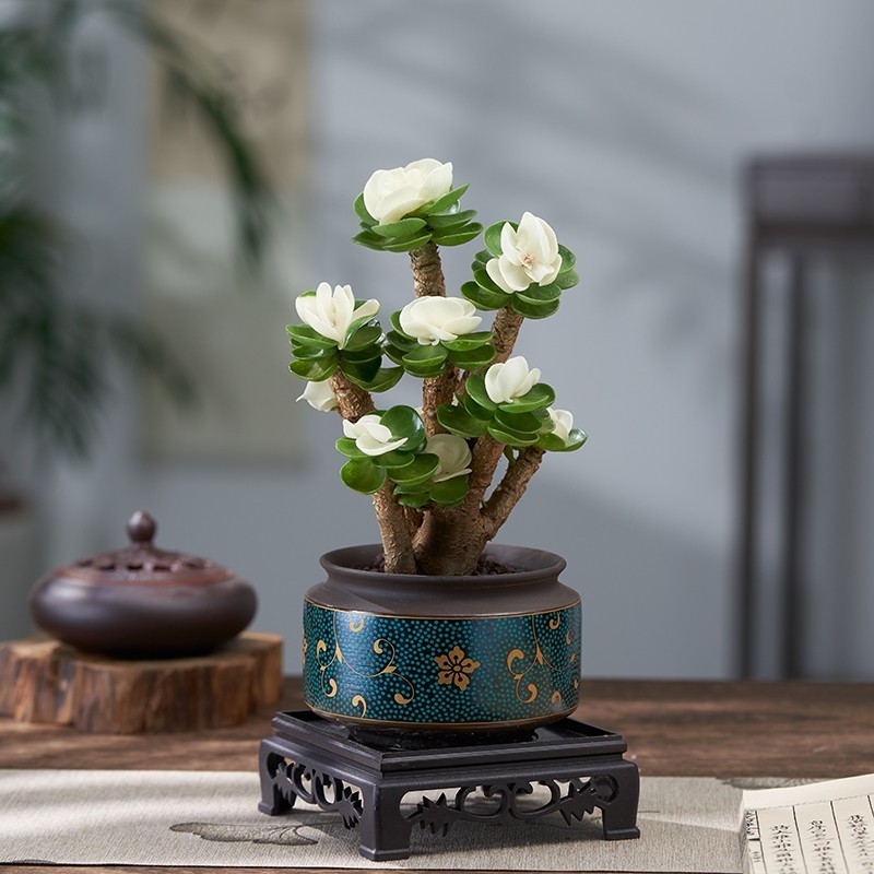 金钱木老桩多肉植物绿植室内盆栽客厅花卉办N公室桌面四季易养活,鲜花速递/花卉仿真/绿植园艺,多肉植物,淘宝优惠券,粉丝福利购,淘宝优惠卷