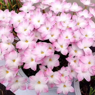 风雨兰大种球重瓣四季开q花浓香葱兰韭兰石蒜盆栽阳台庭院花卉绿