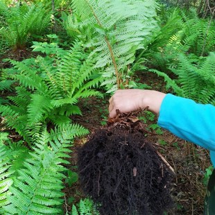 耐寒凤尾荚果蕨 大型蕨类植物鳞毛蕨常绿室内庭院U盆栽苗耐阴绿植