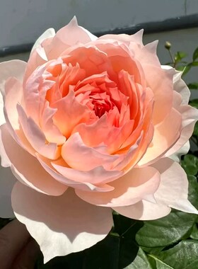 超新品莫妮卡戴维法国玫瑰月季花苗庭院强香勤花S四季植物耐寒花