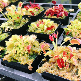 捕蝇草盆栽组合套餐超大苗食虫植物猪笼食蝇O草食虫草茅膏菜瓶子