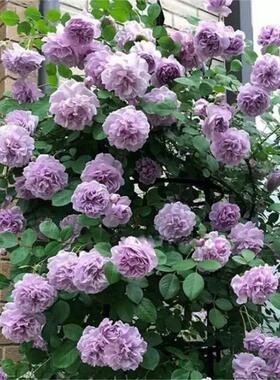蓝色阴雨藤本月季花苗多季开花适合阳台栅栏庭院T爬藤植物花卉盆