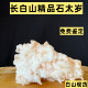白山野生石太岁肉灵芝纯天然野生石太岁泡水 一物一拍石太岁白山