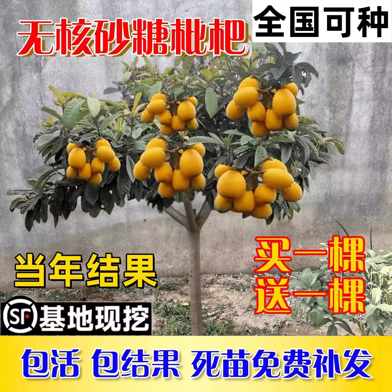 枇杷苗树当年结果养不活补发