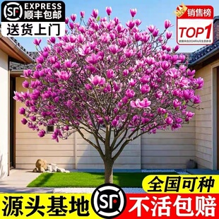 玉兰花树苗带花苞红白黄紫玉兰苗庭院室内外绿化耐寒花卉盆栽植物