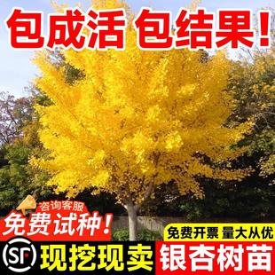 銀杏樹活苗金葉白果別墅庭院綠化風景拆遷大樹苗行道樹南北方種植