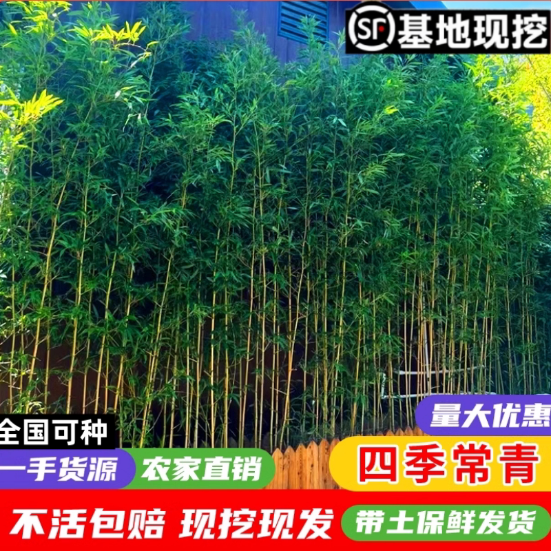竹子苗庭院室外院墙植物北方观赏盆栽紫青竹黄金竹罗汉竹四季绿植