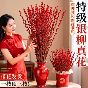 银柳真花鲜枝客厅摆件冬季耐寒干花新年红色福桶年宵花卉招财花束