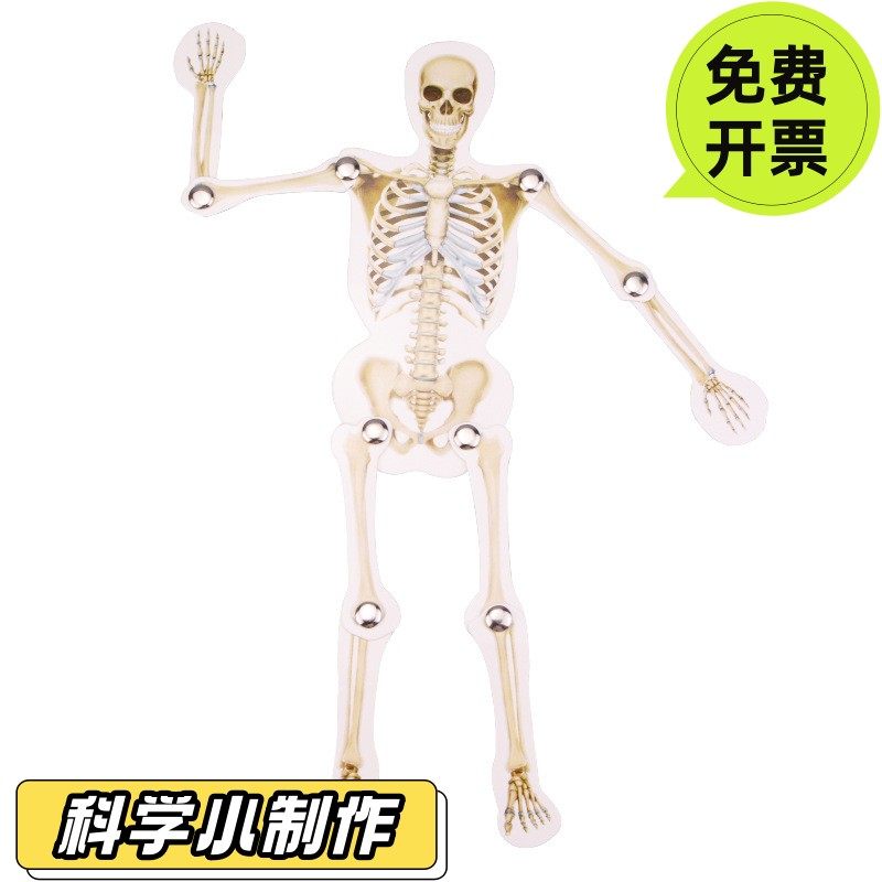 木质人体骨骼器官拼装模型中小学生科技小制作手工结构认知学玩具