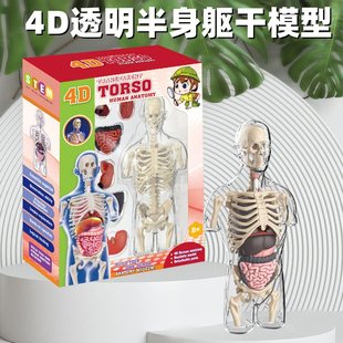 人体大脑3d模型玩具可拆卸拼装头颅骨脑功能区域色分大脑解剖教具