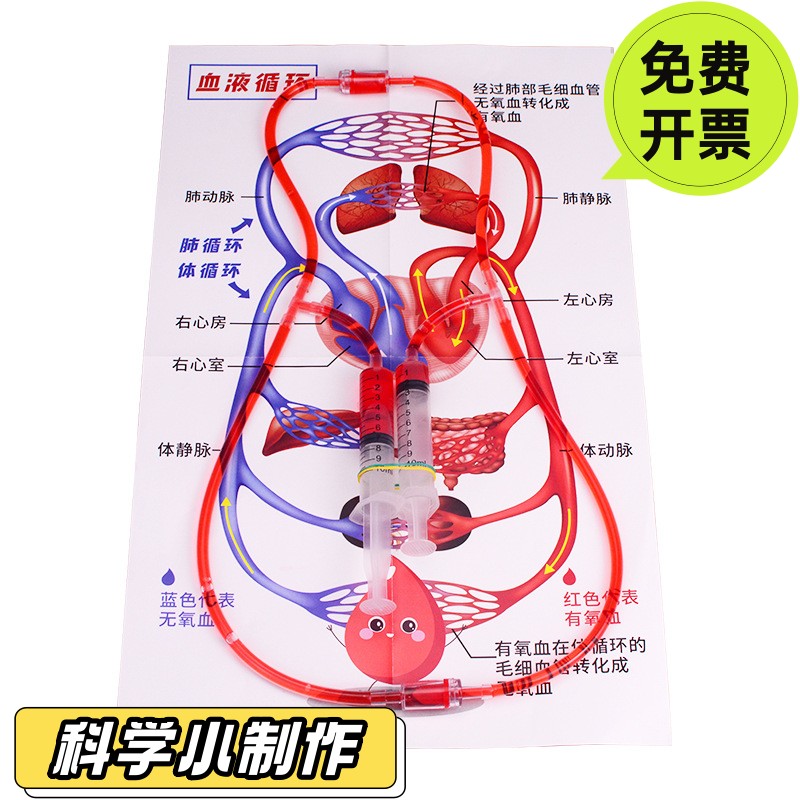 血液循环模型DIY科技小发明初中七年级生物科学制作体循环肺循环
