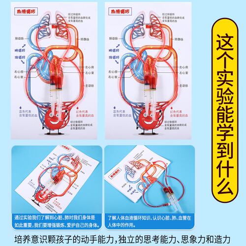 小学生理知识认知 科学实验器材diy益智玩具人体血液循环系统E073