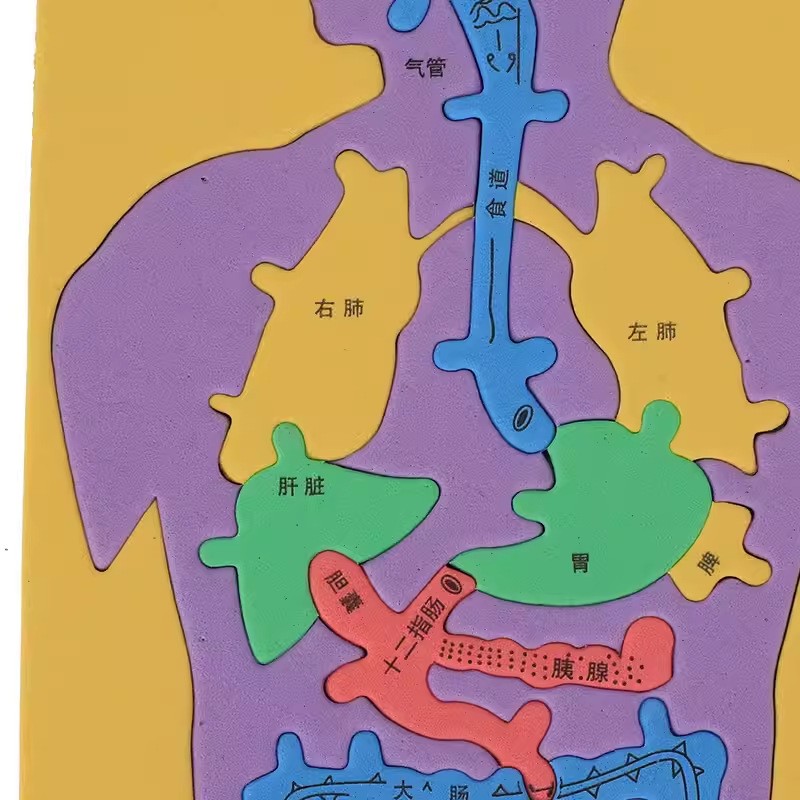EVA科技小制作内脏拼图模型科学实验认知大号人体器官DIY消化系统