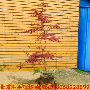 正宗嫁接外山红羽毛枫石榴红约旦流泉枫红舞姬红枫树苗盆栽地栽苗