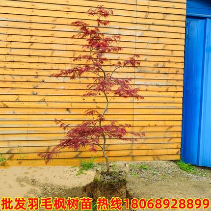 正宗嫁接外山红羽毛枫石榴红约旦流泉枫红舞姬红枫树苗盆栽地栽苗