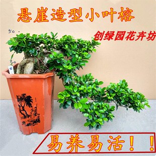 大型悬崖榕小叶榕树 榕树盆景 绿植室内室外庭院阳U台盆栽观茎植