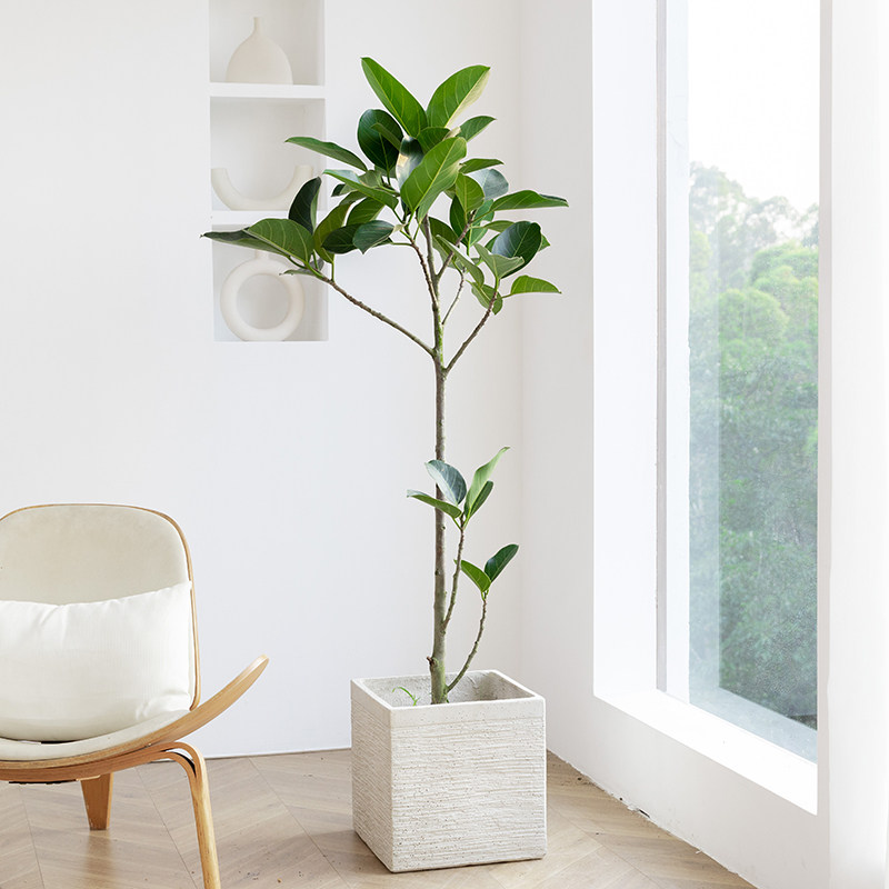 高山榕树老桩室内大型盆栽客厅落地飘G枝绿植净化空气孟加拉榕植,鲜花速递/花卉仿真/绿植园艺,大型绿植/成品组合盆栽,淘宝优惠券,粉丝福利购,淘宝优惠卷