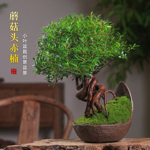 小叶赤楠b老桩盆栽创意植物盆景室内花卉办公室桌面小绿植四季好