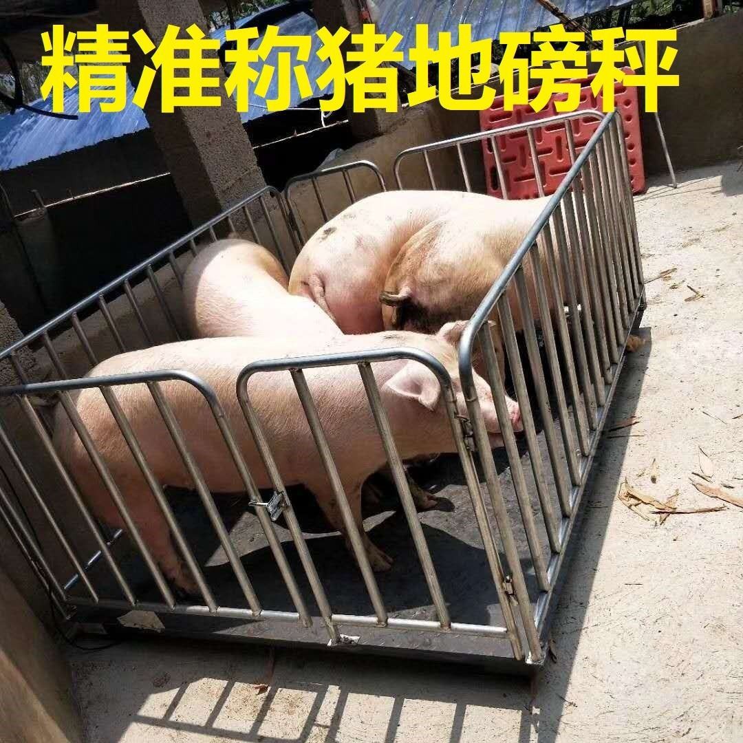 畜牧电子地磅1-3吨围栏