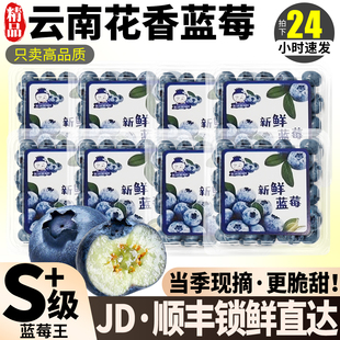 正宗花香蓝莓12盒新鲜水果怡颗梅官方旗舰店当季现摘整箱包邮脆甜
