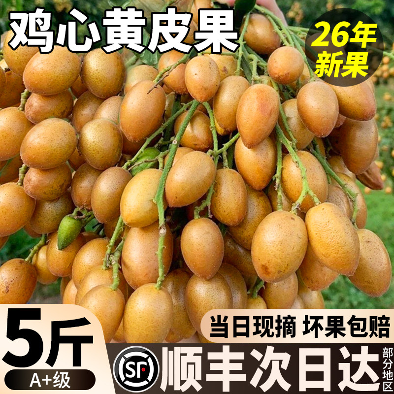 顺丰广东鸡心黄皮果新鲜水果5斤现摘黄弹子冰糖黄皮当季特产孕妇