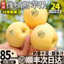 包邮 黄金维纳斯苹果新鲜当季 水果山东奶油红富士金帅冰糖心甜整箱