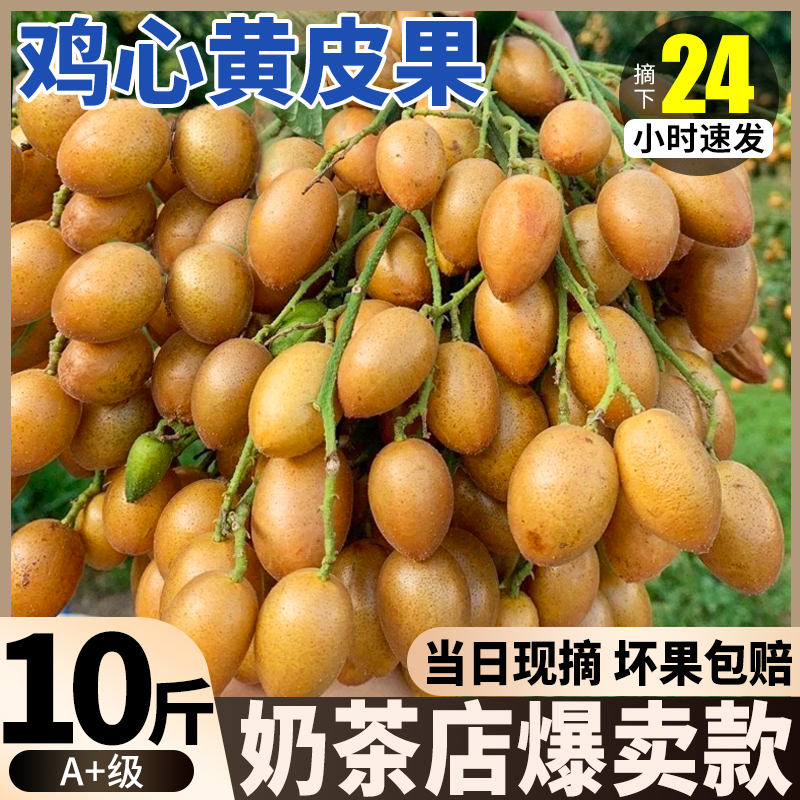 【10斤批发价】奶茶店爆款黄皮果