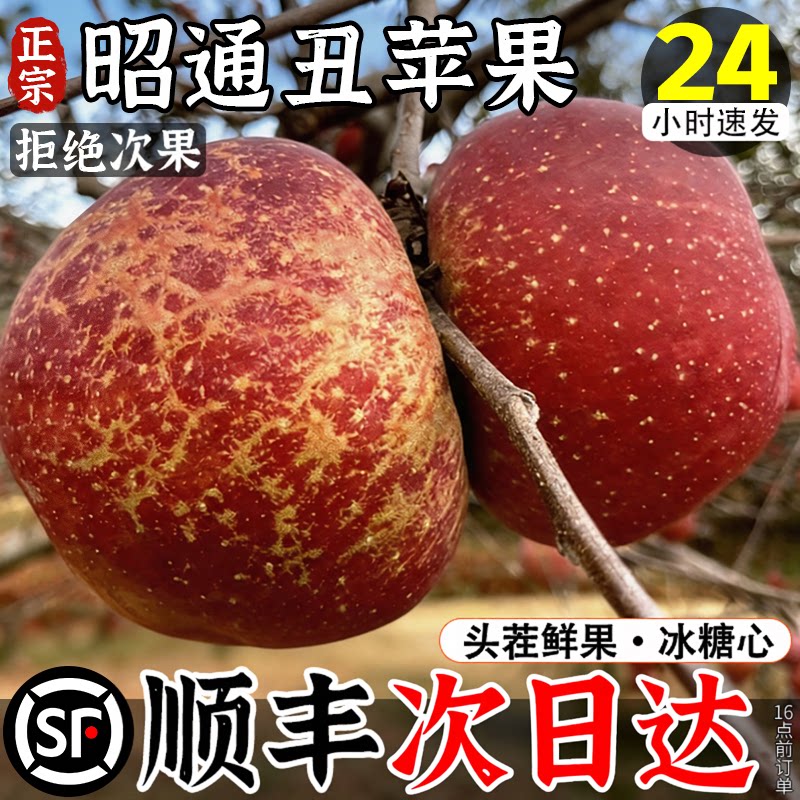 冰糖心丨昭通丑苹果树上熟