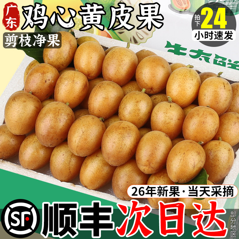 顺丰 广东鸡心黄皮果新鲜水果颗粒大果当季5斤现摘酸甜黄弹子包邮
