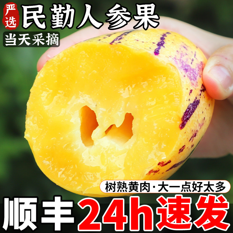 沙漠民勤人参果丨树熟黄肉熟果