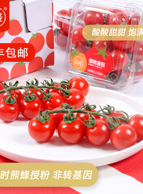 枝纯串收番茄新鲜蔬菜水果西红柿樱桃小番茄198克圣女果顺丰包邮