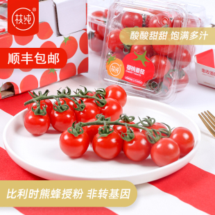 枝纯串收番茄新鲜蔬菜水果西红柿樱桃小番茄198克圣女果顺丰 包邮