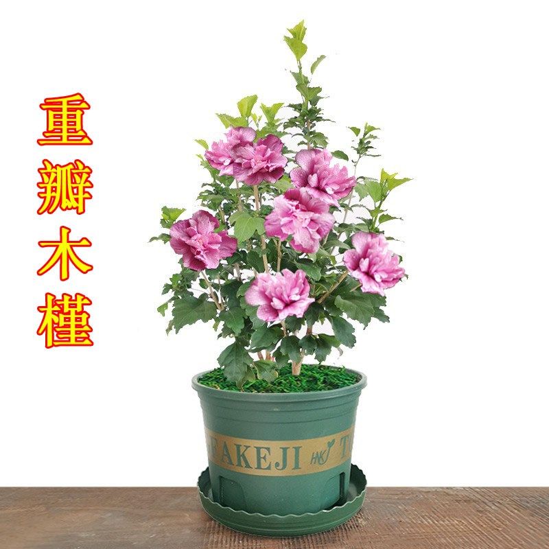 重瓣木槿花盆栽阳台室内s外老桩带花苞庭院观花植物可食用开花漂,鲜花速递/花卉仿真/绿植园艺,造型盆景,淘宝优惠券,粉丝福利购,淘宝优惠卷