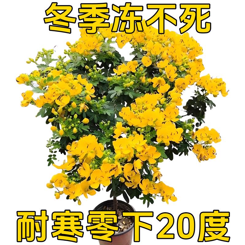 黄金梅盆栽木本植物阳台开花多年生花卉决明子庭院耐寒好养花期长