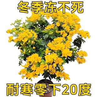 黄金梅盆栽木本植物阳台开花多年生花卉决明子庭院耐寒好养花期长