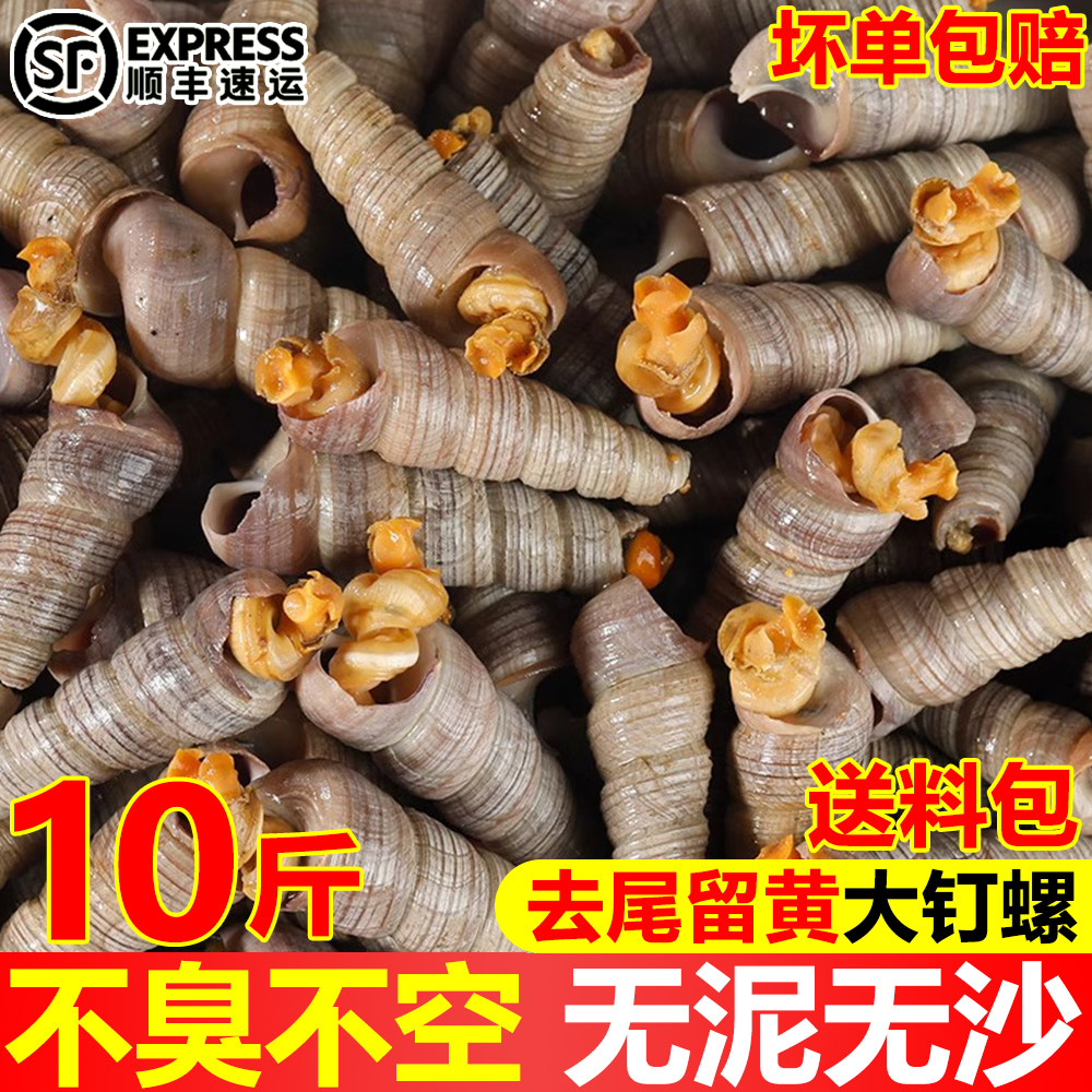 钉螺鲜活去尾大号锥螺新鲜海螺丝捞汁小海鲜麻辣贝类批发商用顺丰