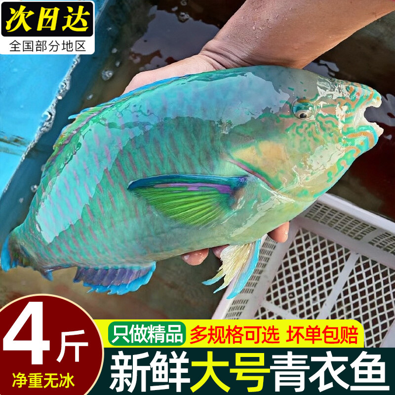 青衣鱼鲜活斑鱼深海野生鹦嘴鱼苏眉鱼西沙海鱼商用海鲜水产整箱