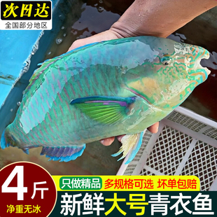 青衣鱼鲜活斑鱼深海野生鹦嘴鱼苏眉鱼西沙海鱼商用海鲜水产整箱