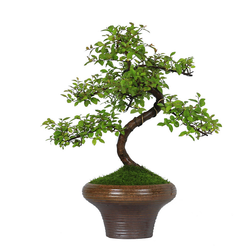 雀梅盆景红芽小老桩盆栽室内客厅D桌面观叶绿植庭院四季好养植物,鲜花速递/花卉仿真/绿植园艺,造型盆景,淘宝优惠券,粉丝福利购,淘宝优惠卷