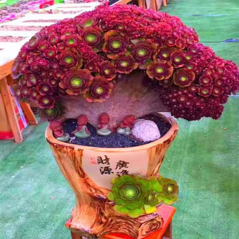 多肉法师锦缀化整板下老桩 t铜多肉植物