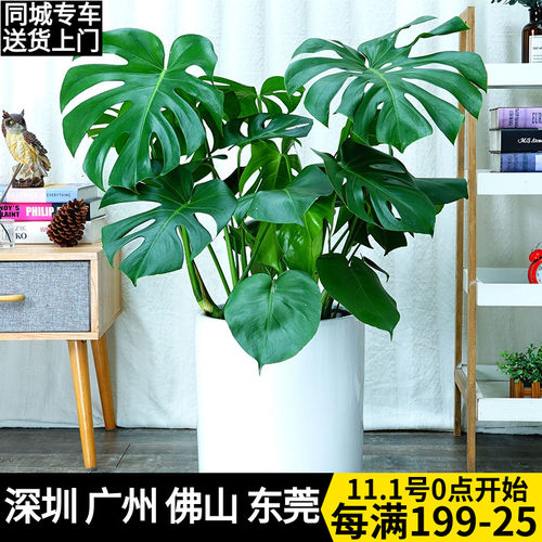 龟背竹盆栽 室内l客厅办公室大型绿植花卉盆景 净化空气吸收甲醛