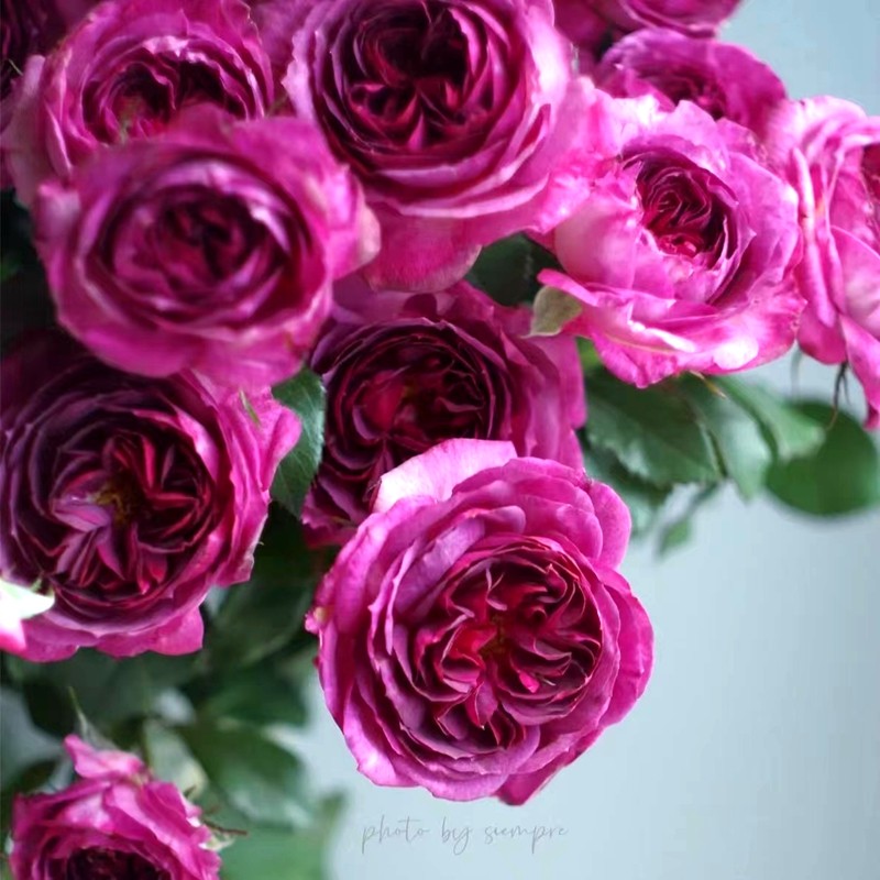 法国浓香蓝莓蛋糕玫瑰月季花苗四季开花紫色花卉庭院阳.台盆栽切,鲜花速递/花卉仿真/绿植园艺,月季/蔷薇/玫瑰,淘宝优惠券,粉丝福利购,淘宝优惠卷