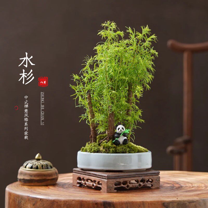 水杉丛林盆景四季常青造型杉树观叶植物微型办公室X室内阳台花卉
