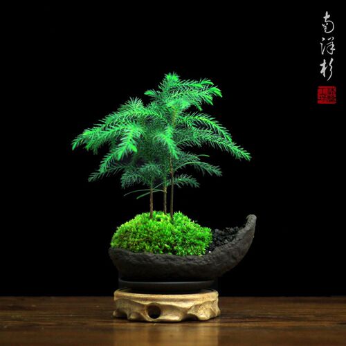 文竹盆栽室d内桌面耐阴好养办公室创意日式小盆景茶桌茶台茶室植