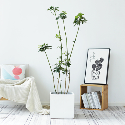 造型鸭脚木大型室内盆q栽鸭掌木净化空气办公室客厅四季常青绿植