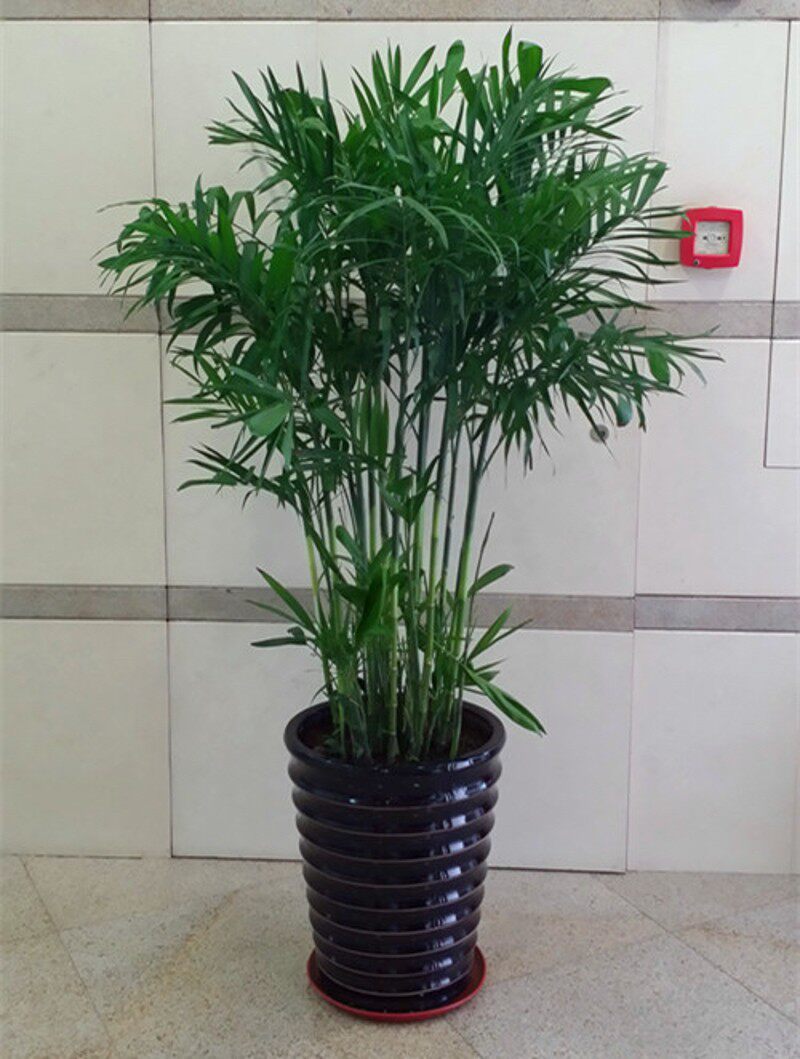 夏威夷竹子盆栽i凤尾竹散尾葵室内客厅大型绿植盆景植物椰子树包