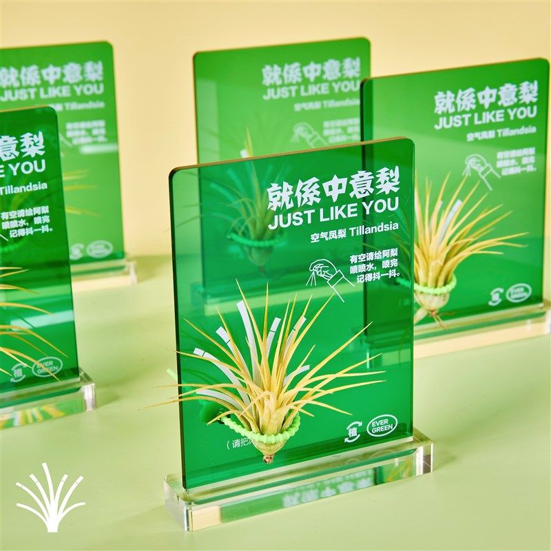 绿州就係中意梨空气凤梨无土植物办公室桌M面绿植懒人好养创意礼,鲜花速递/花卉仿真/绿植园艺,绿植,淘宝优惠券,粉丝福利购,淘宝优惠卷