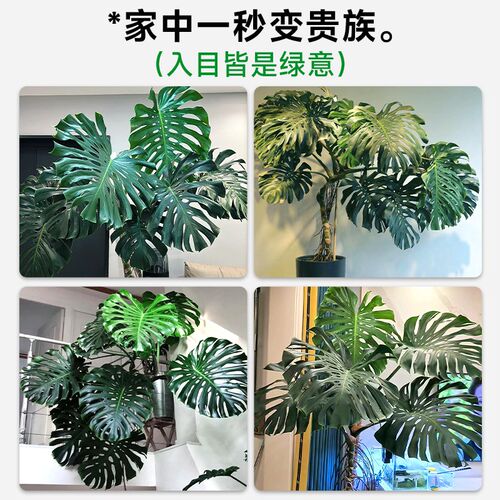 大叶龟背竹客厅大l盆栽室内办公室大型老桩绿植落地大号植物好养
