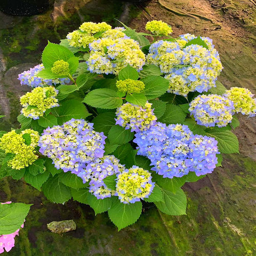 无尽夏绣球花苗盆栽 阳台室内外庭院种H植院耐寒花卉植物 四季开